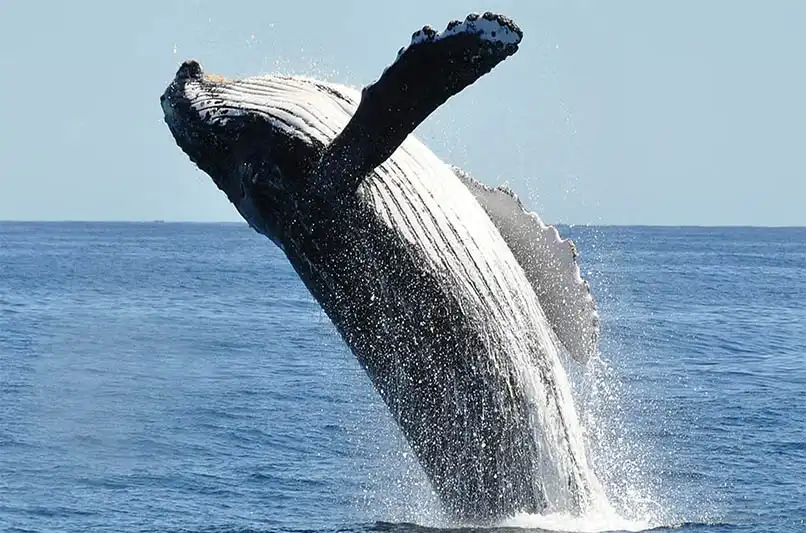 Have fun Spotting the Whales and Babies on this Maui Whale Watching